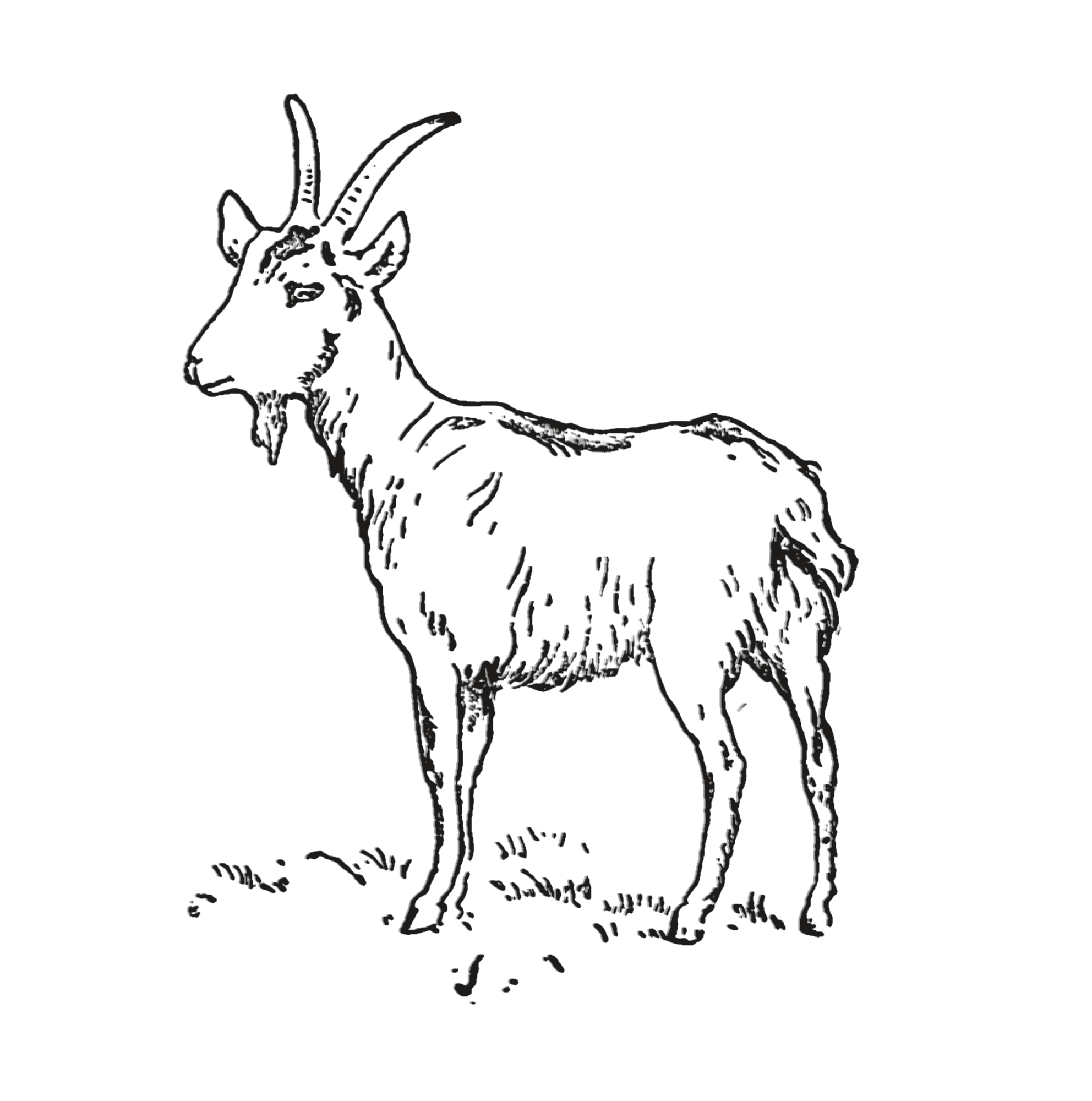 Line drawing of a goat standing in profile.